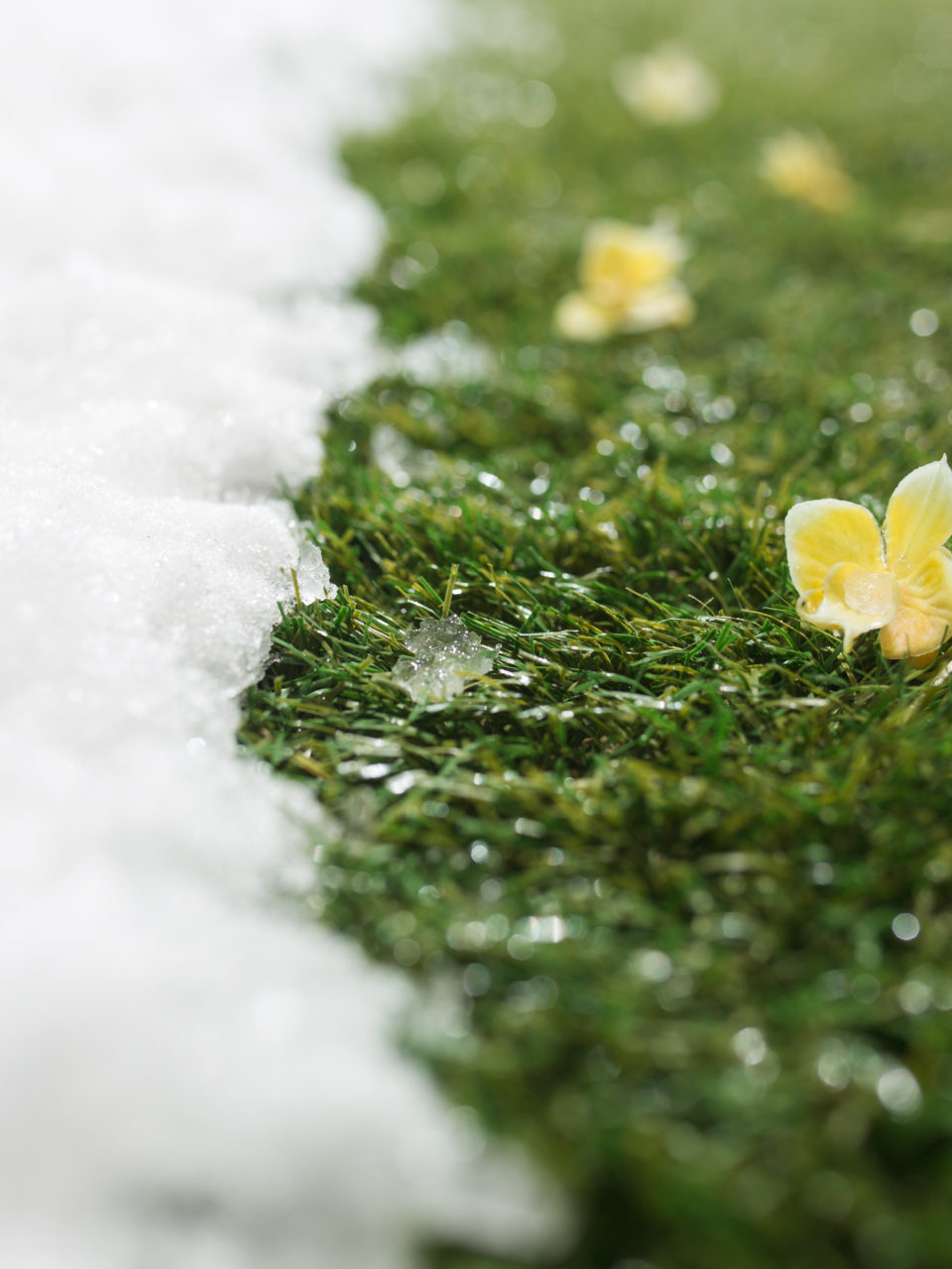 https://www.planetavenue.com/wp-content/uploads/2020/03/meeting-snow-on-green-grass-close-up-between-P9SQMDC-960x1280.jpg