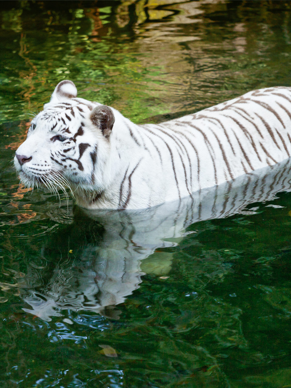 https://www.planetavenue.com/wp-content/uploads/2022/01/white-tiger-swimming-2021-08-26-22-59-16-utc-960x1280.jpg
